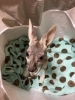 「アカカンガルーのシソ」