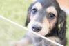 「ミニチュアダックス子犬情報」