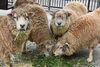 コリデール「冬のエサの時期になりました」
