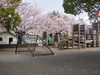 「本町公園の桜が咲いてます！」