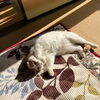 日向ぼっこねこちゃん「良いお年を！」