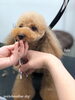 ララちゃんカット中〜「冬のオプションキャンペーン　^ - ^」