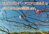 豊川市赤塚山公園 12月29日 火 1月2日 土 休館です 年末年始 お知らせ 豊川市赤塚山公園 ぎょぎょランド のニュース まいぷれ 豊橋 田原