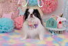 Happybirthday　ココアちゃん「Anniversaryphoto　(^O^)／」