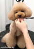 ココちゃんカット中〜「冬のオプションキャンペーン　（＾ν＾）」