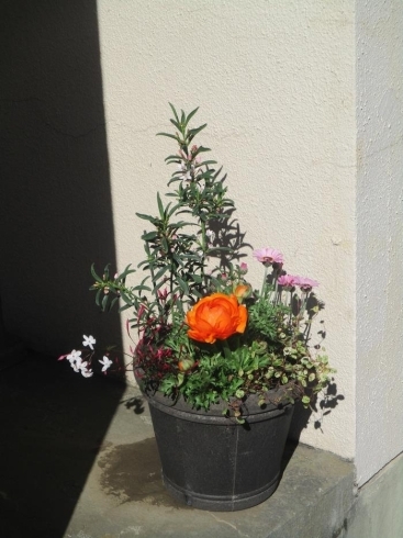 第87回緑と花のジャンボ市 船橋市観光協会