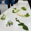 人日の節句なので 伊丹の幼児 小学生 中学生指導塾 本物の国語 英語を学ぶ A Yummy Study 伸学土台教室 阪急伊丹駅前校のニュース いたみん 伊丹市