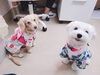 スタッフ犬がお待ちしています「オハナこいぬ保育園より新年のご挨拶」
