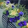 かわいい パンジーの切り花 花職人 Emigreenmoon エミグリーンムーン のニュース まいぷれ 黒部 入善 朝日