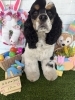 アメリカンコッカー　カット「⭐️5月の特典⭐️営業日🐶コッカー、ミックス、トリミングのお友達🌷」