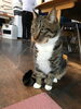 クルミ「猫たちも昨日から仕事」