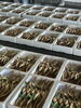 競前の松葉かに🦀「かに解禁‼️」