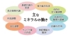 ミネラルがないと他の栄養素が働けないんです「３月のキャンペーン発表♪」