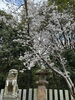 満開の桜と石灯籠、春の風物詩「エネルギーを感じるネギ坊主！」