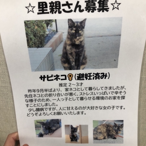 「猫カフェKuro　里親様募集中」