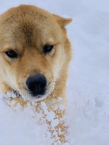 愛犬パトリック♡「豪雪に喜ぶのは…♡斐川町 仏壇」