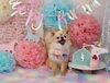 Happybirthday　ぽっこちゃん「Anniversaryphoto　(*´ω｀*)」