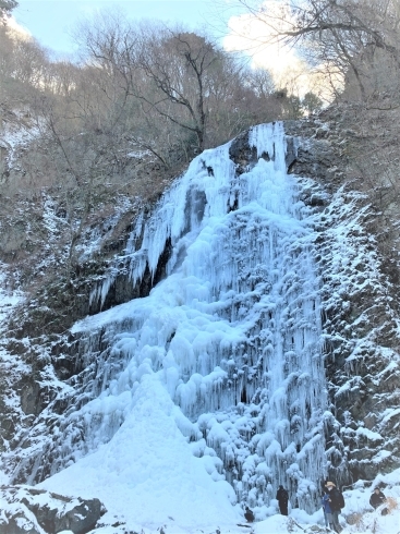 白猪の滝・氷瀑「【観光情報】白猪の滝、氷瀑しています！」