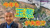 「タマネギの栽培【管理・品種・植え方・液肥・抽台】　タネのハシモト」