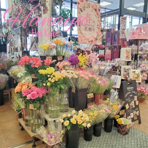 春の切り花コーナー「【はなやホック皆生店】春の花、花鉢たくさん並んでいます。」