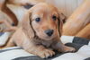 「ミニチュアダックス子犬情報」