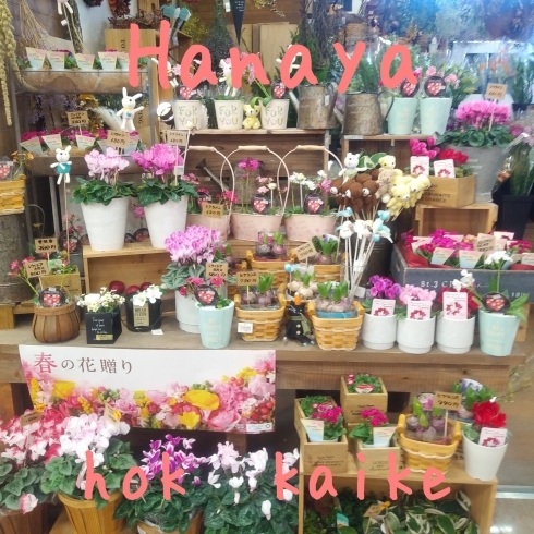 「『はなやホック皆生店』spring　flower♩」