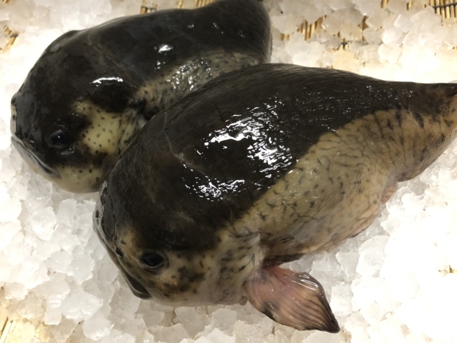 本日 北海道では有名な魚ゴッコが入荷しました O M T本間水産のニュース まいぷれ 小樽市