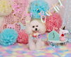 Happybirthday　チップくん「Anniversaryphoto　(^O^)／」