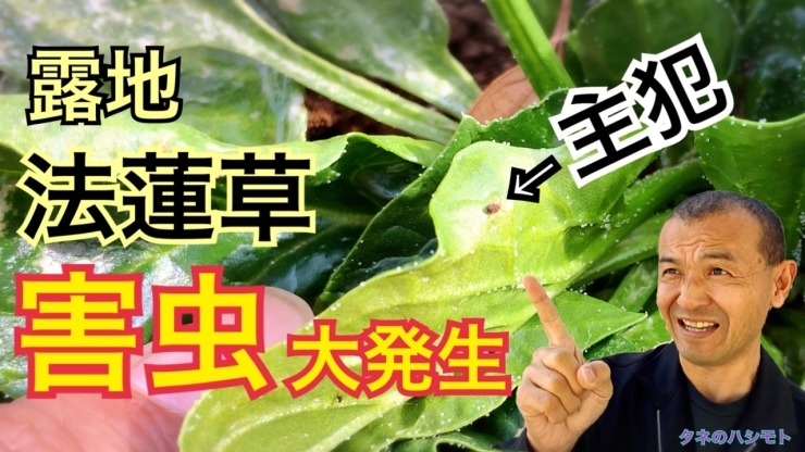 「ほうれん草の害虫被害【播種・生育・収穫・農薬・周期】　タネのハシモト」