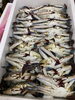 「大祭用掛け魚並んでまーす♤」