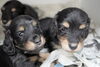 「ミニチュアダックス子犬情報」