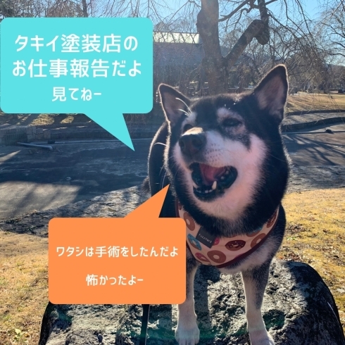 我が家のマスコット犬。柴犬の小梅ちゃんです。「タキイ塗装店のお仕事報告。御殿場、小山の塗り替え工事は是非！」