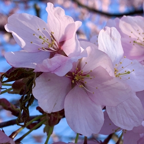 以前に撮影した北海道内の桜「☆雪解けを楽しみに☆」