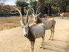 岩手からのニューフェイス　セツナ（前）リリィ（後）「「ウシ」年がやってきましたよ！」