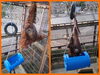 ディディ(左)とハヤト(右)「オランウータンの体重測定「続編」」