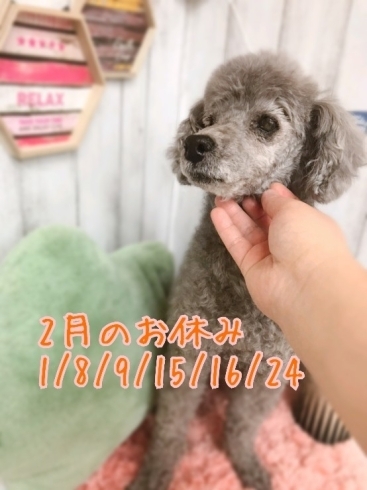 「新潟市のトリミングお任せください★犬の保育園♪犬の社会化HappyTail」