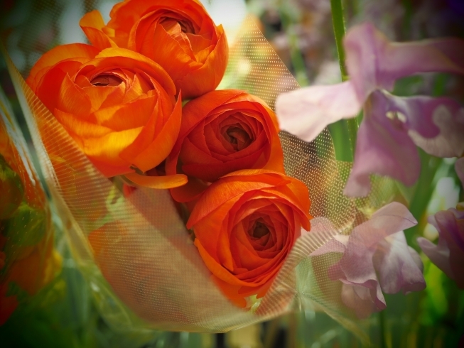ラナンキュラス、ビビッドなオレンジは心のビタミン。「ポジティブにさせてくれる春のお花♪」