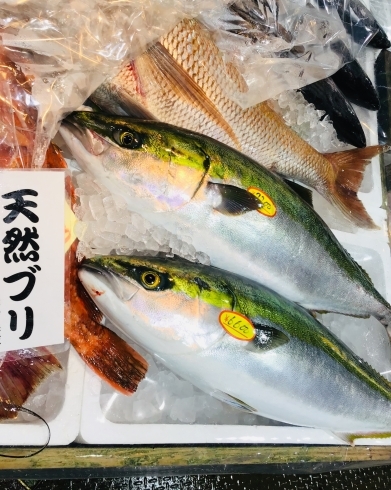 「西海物産館 魚魚市場鮮魚コーナーおすすめ商品は「ただ今、ブリの切り身特売中！」です♪」