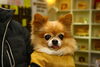 ナッツちゃん、ウッドバーニングの注文頂きました「今日のお友達」