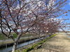 河津桜「笠松河津桜ロード」