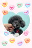 「Dog salon mofu mofu　余市町」