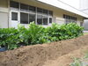「野菜の苗植え，お花の種まきをしました☆」