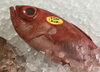 「魚魚市場鮮魚コーナーおすすめは「ハコエビ」です♪」