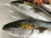 「魚魚市場鮮魚コーナーおすすめは「鯛」です♪」