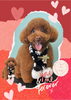 「Dog salon mofu mofu　余市町」