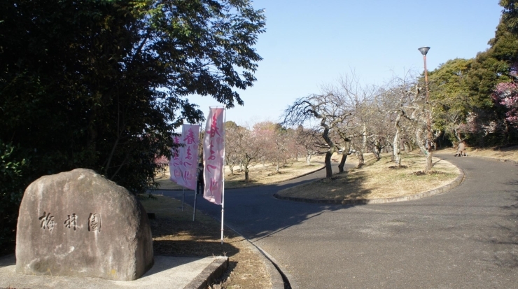 「「梅まつり開花情報」26日」