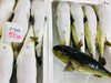 「魚魚市場鮮魚コーナーおすすめは「ツムブリ」です♪」
