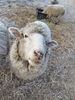 「まるごと羊毛🐑」