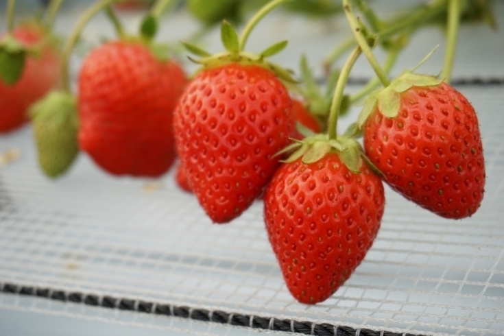 ふなばしアンデルセン公園の帰り道 おすすめのお店 船橋の暮らしを楽しくするお店まとめ まいぷれ 船橋市 ふなばしアンデルセン公園の帰り道 おすすめのお店 船橋の暮らしを楽しくするお店まとめ まいぷれ 船橋市