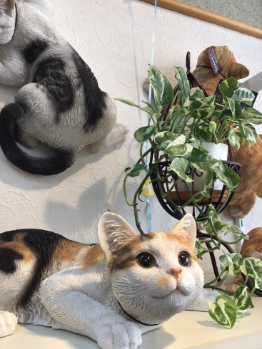 本物そっくりです(=^・^=)「NEW雑貨＆観葉植物！入荷しました♪」